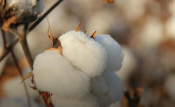 Мінагрополітики планує зробити бавовник “стратегічною культурою” в Україні
