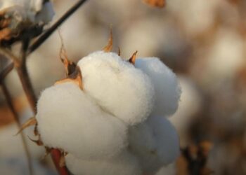 Мінагрополітики планує зробити бавовник “стратегічною культурою” в Україні