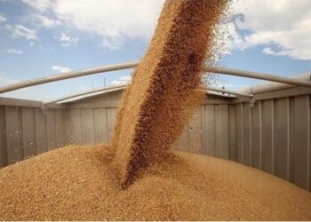 Темпи жнив в Україні істотно відстають від минулорічних